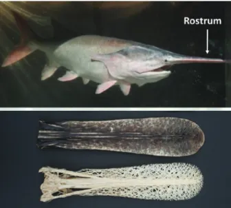 Figure 1. Paddleﬁsh from the lower Mississippi River showing the unique rostrum of the species.