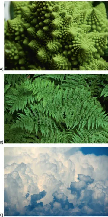 Fig. 7.1  Pictures of natural fractals, demonstrating self-similarity in which a repeated pattern is a  reduced-size copy of the whole