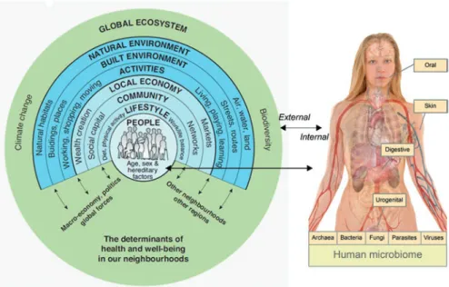 Fig. 2.1  Determinants of human health and well-being (Barton and Grant 2006, based on Dahlgren  and Whitehead 1991), including biodiversity at the human scale (after Garrett 2015, Ruokolainen  et al