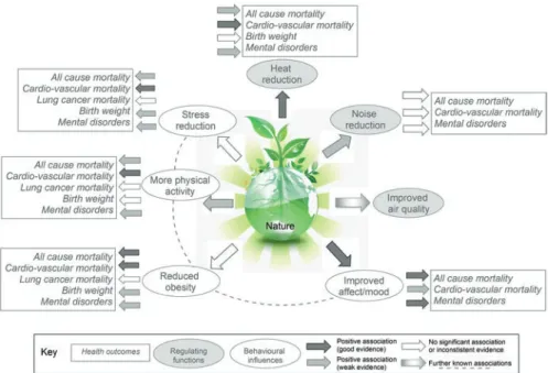 Fig. 2.2  Pathways for physiological outcomes associated with ‘exposure to natural environments’ 
