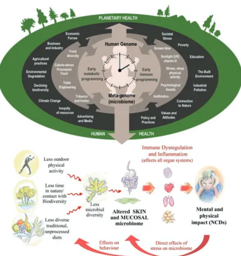Fig. 2.3  The inter-relationships between human and ecological health as expressed through the  exposome concept (top) and the pathways to reductions in physical health through dysbiosis  (bot-tom) (Renz et al