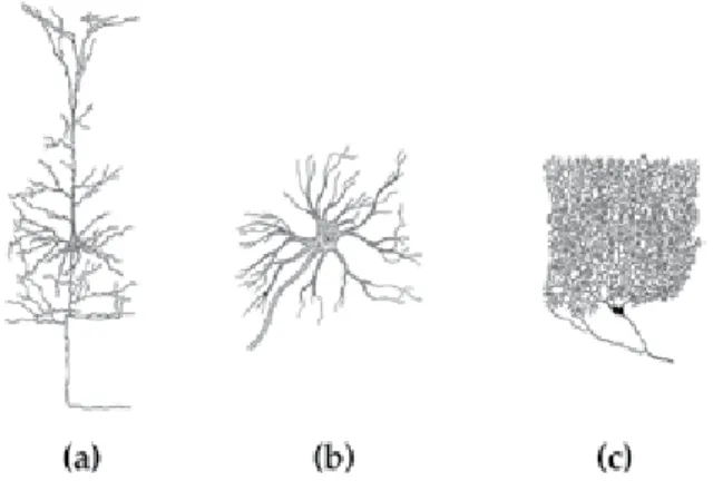 Figure 1. Various types of neurons. (a) Pyramidal neuron (cortex), (b) motor neuron (spinal cord),and (c) Purkinje cell (cerebellum).