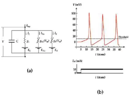 Figure 5. The Hodgkin-Huxley model. (a) Conductance-based electrical circuit of the Hodgkin-Huxley model and (b) simulation result.
