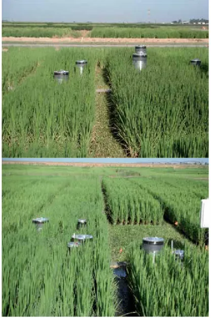 1  Figure 1. Chamber-based measurements of methane emissions from small plots at the Rice 2  Research and Extension Center near Stuttgart, AR (top), and at the Northeast Research 3  and Extension Center at Keiser, AR (bottom)
