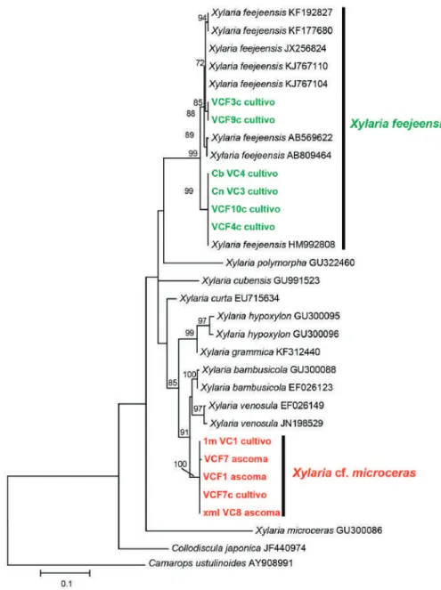 Figure 2. Phylogenetic location of X. feejeensis (green) and X. cf. microceras (red) based on our ITS-5.8S sequences (in bold) and the most related sequences from the GenBank