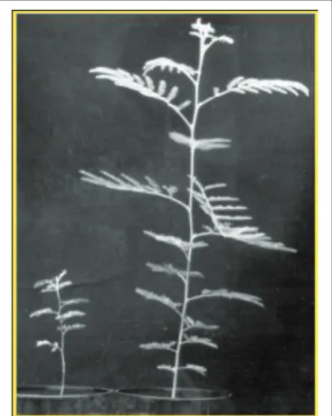 FIGURE 1 | Acacia koa A. Gray grew significantly tall in a low-P soil when inoculated with AM fungus (adopted from Miyasaka et al., 2003).