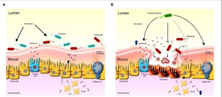 FIGURE 1 | Probiotic LAB anti-inflammatory mechanisms on the intestinal mucosa. (A) Intestinal homeostasis provided by the healthy microbiota role in stimulating ephitelial barrier components such as mucus, Paneth cells activity and eliciting protective im