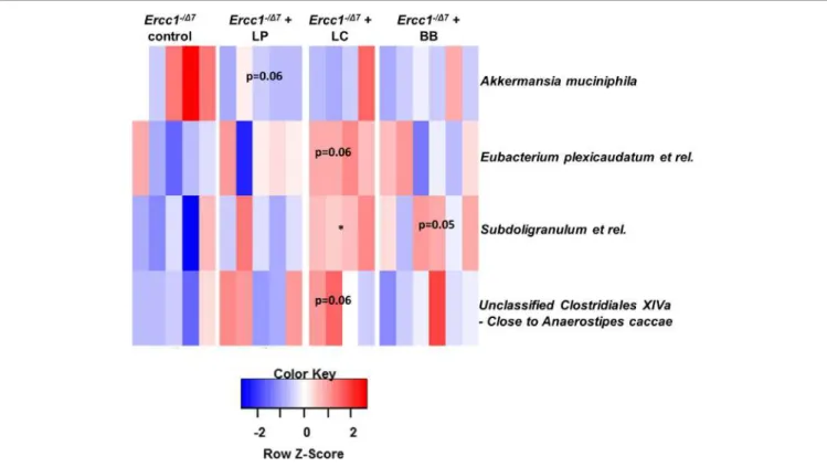 FigUre 3 | Bacterial supplementation induced changes in bacterial taxa in the colon of Ercc1 −/ ∆ 7  mice