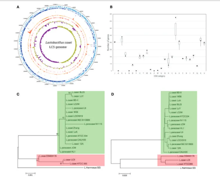 FIGURe 1 | Genome characteristics of Lactobacillus casei LC5 genome. (a) Circular map of genomic features; eight tracks were plotted in the map