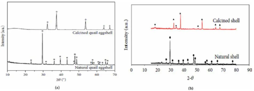 Figure 3 shows the X-Ray Diffraction (XRD) patterns of uncalcined (natural)  and calcined (thermally treated) eggshell (quail) and seashell (oyster shell)