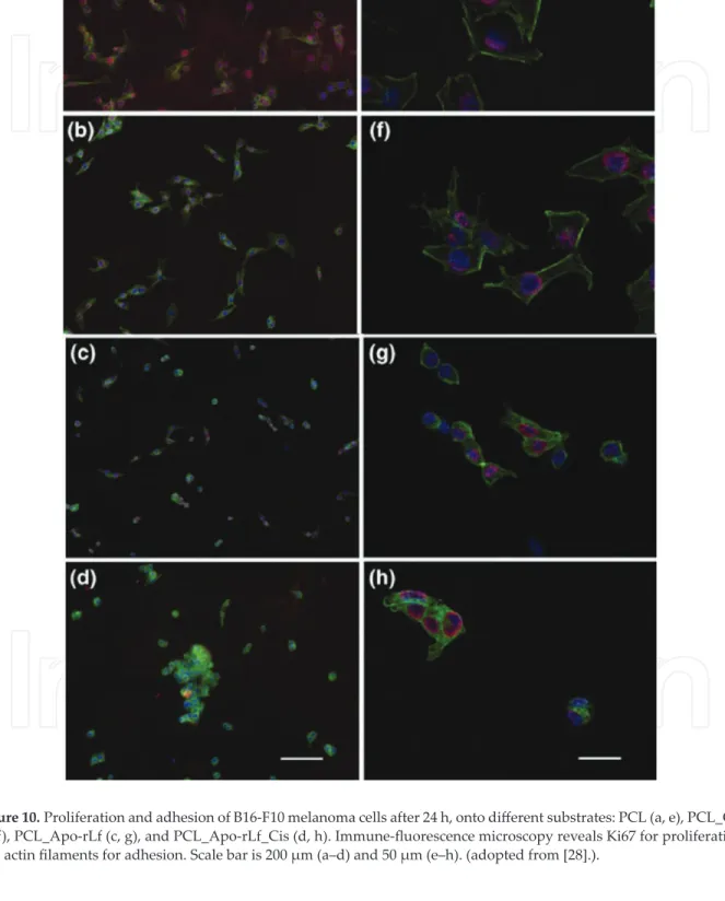 Figure 10. Proliferation and adhesion of B16-F10 melanoma cells after 24 h, onto different substrates: PCL (a, e), PCL_Cis  (b, f), PCL_Apo-rLf (c, g), and PCL_Apo-rLf_Cis (d, h)