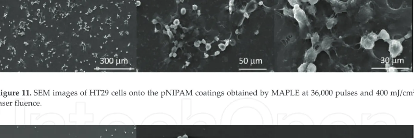 Figure 11. SEM images of HT29 cells onto the pNIPAM coatings obtained by MAPLE at 36,000 pulses and 400 mJ/cm 2 laser fluence.