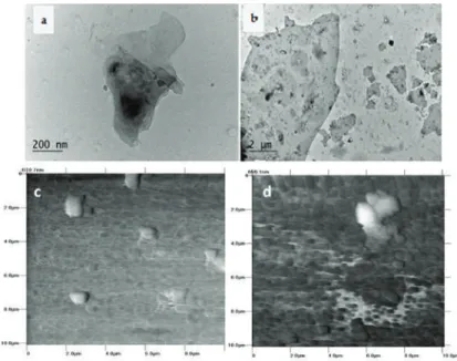 Figure 1 presents the TEM micrographs (Figure 1a,b) and AFM scans (Figure 1c,d) of the dried migrants in 10% and 50% ethanol after an ultra-strong dynamic migration test