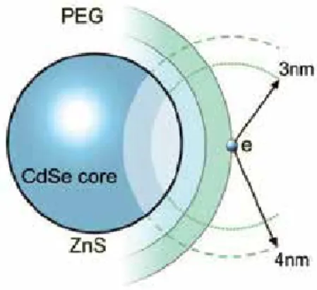 Figure 10. A schematic depiction of CdSe/ZnS QD with the 6.4 nm CdSe core, encased in the ZnS and poly-ethylene glycol (PEG) protective shells