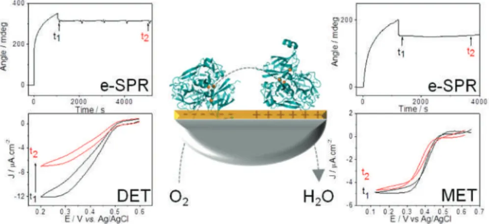 Figure 7. Coupling SPR with electrochemistry allowed the demonstration of a different orientation of the M