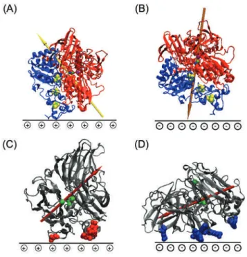 Figure 10. The ﬂuctuating dipole moment of the [NiFe]-Hase from A. aeolicus enables it to adsorb efﬁciently on both positively and negatively charged surfaces (panels (A) and (B), respectively) [172].