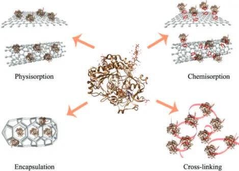 Figure 2. Schematic of different enzyme immobilization techniques. The crystal structure of Glucose Oxidase (GOx) isolated from Aspergillus Niger was used as a model enzyme (PDB ID: 3QVP) [67].