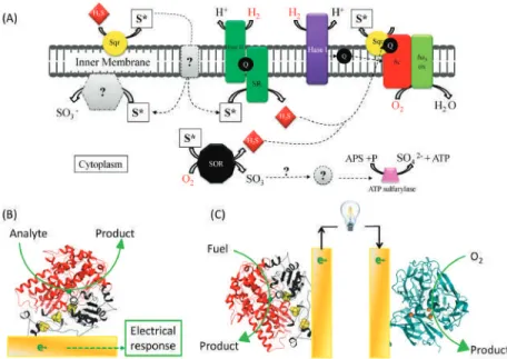 Figure 1. Electron transfer (ET) involving immobilized enzymes on interfaces: from metabolic ET chains (A) to biosensors (B) and enzymatic fuel cells (C)