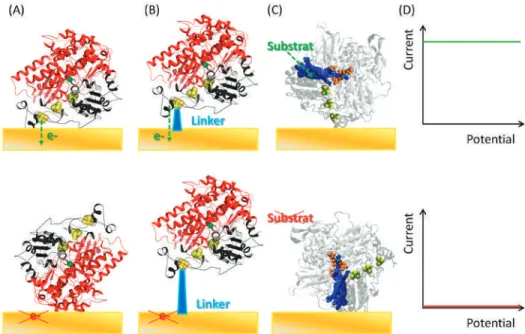 Figure 2. Schemes of enzyme immobilization conditions (A–C) allowing or precluding a direct electrical connection (DET) (D) at an electrochemical interface