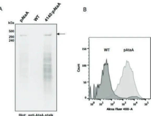 Figure 1. Expression and production of AtaA in Enterobacter aerogenes IAM1183. (A) Immunoblotting of outer membrane proteins prepared from the wild-type E