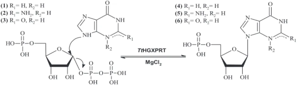 Figure 1. Enzymatic synthesis of nucleoside-5  -monophosphates (NMPs) catalyzed by Thermus themophilus HB8 (TtHGXPRT).
