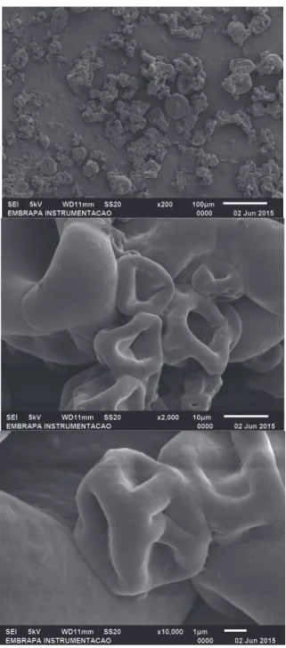Figure 1. Images of CLEA-β-SPI-12 using scanning electron microscopy at different ampliﬁcations.