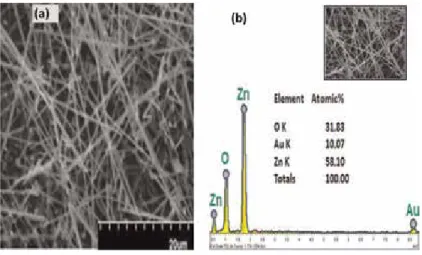 Figure 7 shows the SEM micrograph of ZnO nanobelts of the fourth experiment which was grown at 1030°C on gold-coated Si substrate
