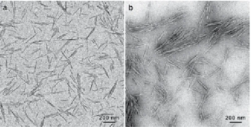 Figure 3. Comparison of images of unstained (a) and negatively stained (b) preparations of cotton CNCs