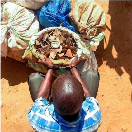Figure 12.5  Rangers at Garamba  National Park, DRC, found 73  kg of giant ground pangolin  (Smutsia gigantea,  VU)  scales  (from about 20 animals) and  two elephant tusks in this  hand-cuffed  poacher’s  possession