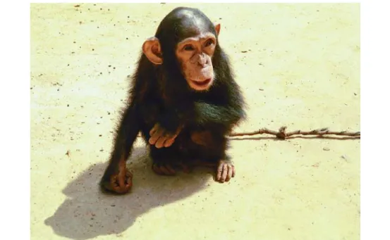 Figure 12.D  In 2004,  Angolan authorities confiscated Massamba, an orphaned chimpanzee (Pan  troglodytes, EN),  from poachers, as part of a crackdown on the illegal wildlife trade