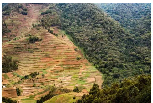 Figure 13.1  Land clearing and agricultural development pushes right up to the eastern edge of Bwindi  Impenetrable  National  Park,  Uganda