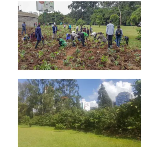 Figure 10.D (Top)  June  2016:  project  participants  planting  trees  on  the  University  of  Nairobi,  Chiromo campus, following the Miyawaki method; (Bottom)