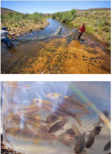 Figure 11.5  (Top) Conservation biologists collecting threatened Clanwilliam sandfish for a reintroduction  project in the Cape Floristic Region, South Africa