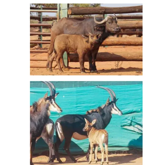 Figure 11.D  (Top) The world’s first African buffalo calf conceived by in vitro fertilisation