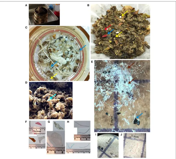 FIGURE 2 | Photographs of samples at various stages of processing, as well as examples of different shape classes