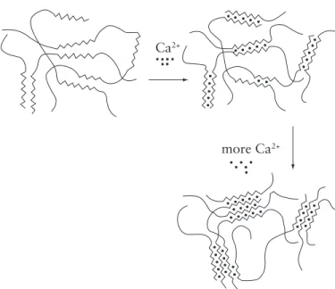 Figure 8.2 Egg-box model for alginate gel formation. The divalent calcium cation,  Ca 2+ , fits into the guluronate block structure like eggs an in egg box