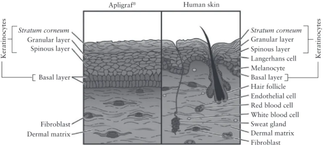 Figure 1.1 The schematic representation of Apligraf ®  in comparison with the  normal skin structure