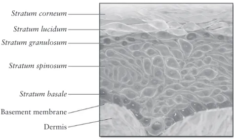 Figure 3.2 Schematic representation of the epidermis. Adapted from BruceBlaus,  Epidermis, Wikimedia Commons [3]
