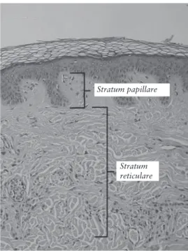 Figure 3.3 A normal dermis. Adapted from Kilbad, Normal Epidermis and Dermis  with Intradermal Nevus 10x, Wikimedia Commons [7]