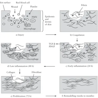 Figure 4.1The phases of cutaneous wound healing. a) Immediately following  cutaneous injury, blood elements and vasoactive amines extravasate from locally 