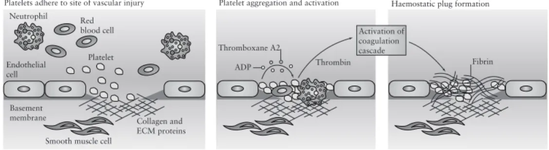 Figure 4.2 Haemostasis schematic. The process of coagulation depends on a  complex interplay of enzymatic and cellular activity, culminating in the formation 