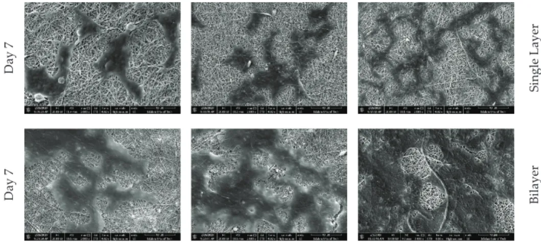Figure 7. Morphology of the MG-63 cells on PCL/Ge/forsterite nanoﬁbers with 1 and 3 wt.% and GO-PCL/Ge/forsterite with 1 and 3 wt.% after one and seven days of cell culture.