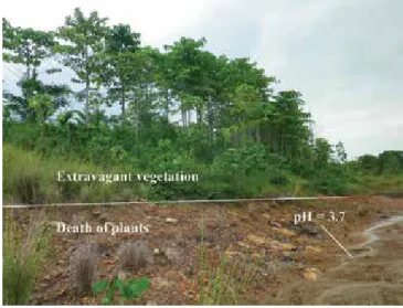 Figure 1. Death of plants under acidic condition in the waste dump in mine site.
