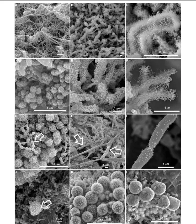 FIGURE 2 | SEM images of colored microbial mats found in Azorean, Canadian, Canarian, Hawaiian and New Mexican volcanic caves showing a large variety of microbial morphologies and spore surface ornamentation