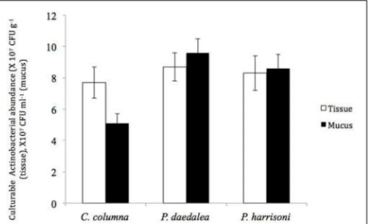 FIGURE 1 | The abundance of culturable Actinobacteria in coral tissue () and mucus () samples collected from the inshore reef system of Qit’at Benaya on March 2008.
