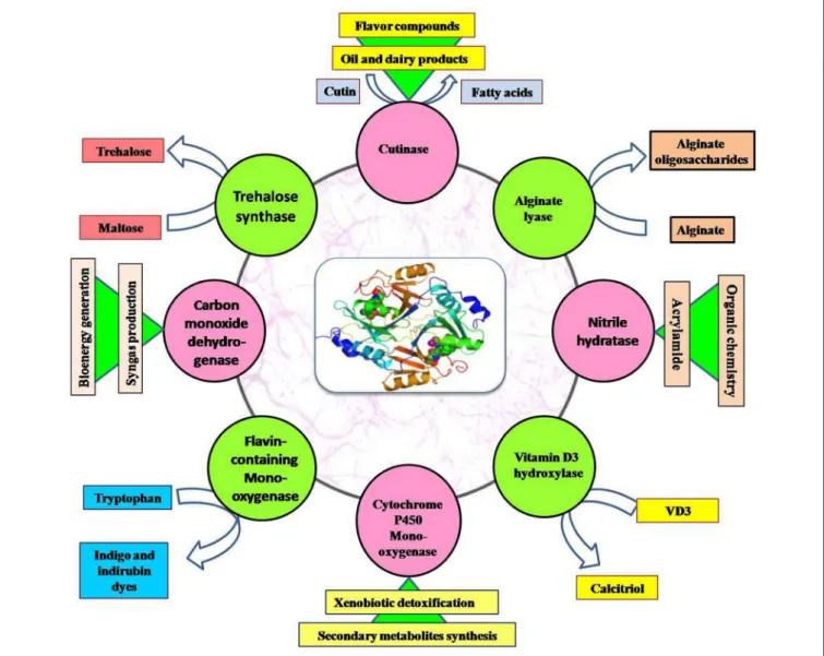 FIGURE 4 | Application of important enzymes produced by thermophilic and alkaliphilic actinobacteria.