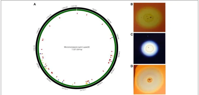 FIGURE 3 | Circular genome representation of Micromonospora lupini, Lupac 08. (A) Distribution of various plant-cell wall hydrolytic enzyme loci