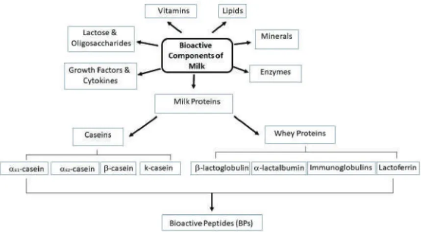 Figure 1. Major bioactive functional compounds derived from milk (adapted fom [1]).