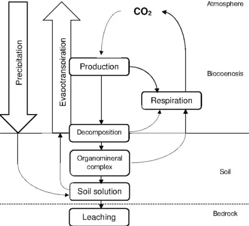 Table 1 shows the soil properties involved in water and carbon cycle pro- pro-cesses that increase the efficiency of individual forest functions