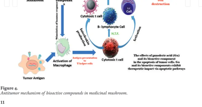 Figure 4 shows the therapeutic activity of mushrooms and their biomolecules in  the treatment of different forms of cancer